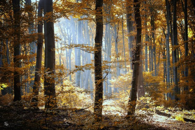 morning_light_by_ildiko_neer-d6q0lke
